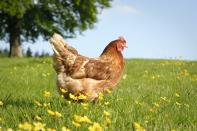 <p>With chicken coops popping up in backyards everywhere, it seems everyone is going crazy for chickens. Considering adding chickens to your own yard? Start with our guide to <a href="https://www.countryliving.com/life/kids-pets/a32102474/raising-chickens/" rel="nofollow noopener" target="_blank" data-ylk="slk:raising chickens;elm:context_link;itc:0;sec:content-canvas" class="link ">raising chickens</a>. If you have a passionate chicken lover in your life, then you know that love goes way beyond a backyard hobby. So the next time you're searching for just the right gift, look no further than these fine-feathered ideas for inspiration. These fun chicken-themed finds make the perfect gifts for Christmas or for birthdays, or better yet, just as a thoughtful just-because. No matter the occasion, treat your chicken lover with special chicken-adorned jewelry, cute egg holders, or even books to boost their chicken keeping know-how. </p><p>We have their beloved chickens covered, too, with treats and <a href="https://www.countryliving.com/diy-crafts/g2452/diy-chicken-coops/" rel="nofollow noopener" target="_blank" data-ylk="slk:chicken coop;elm:context_link;itc:0;sec:content-canvas" class="link ">chicken coop</a> accessories, chicken clothes and jewelry (including <a href="https://www.countryliving.com/shopping/a28482234/chicken-sweaters-etsy/" rel="nofollow noopener" target="_blank" data-ylk="slk:sweaters for chickens;elm:context_link;itc:0;sec:content-canvas" class="link ">sweaters for chickens</a>), and toys and games (what chicken wouldn't love their own <a href="https://www.countryliving.com/life/a28352014/etsy-the-chicken-network-chicken-swing-set/" rel="nofollow noopener" target="_blank" data-ylk="slk:chicken swing set;elm:context_link;itc:0;sec:content-canvas" class="link ">chicken swing set</a>?). Plus, who says dogs are the only pets that can be taken for a walk? Thanks to a <a href="https://www.countryliving.com/shopping/a28170137/chicken-harness-amazon/" rel="nofollow noopener" target="_blank" data-ylk="slk:chicken harness;elm:context_link;itc:0;sec:content-canvas" class="link ">chicken harness</a>, your chicken lover can proudly take her feathered friends out for a stroll around the block. </p><p>Trust us, your favorite chicken-loving friend or relative will thank you, and, if you're lucky, that thank you note might just come with some freshly laid eggs. </p>