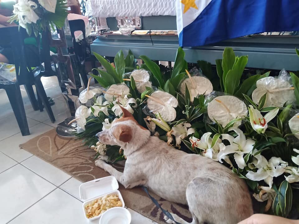 The photograph of Buboy the dog lying beside Carmelito Marcelo's coffin in the Philippines at the teacher's wake. Source: Facebook / Ma Kristina Paola Demafelix