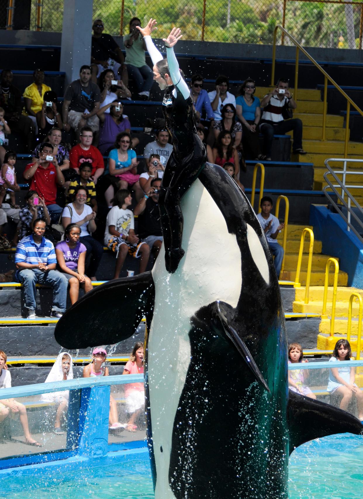 Lolita pushes her trainer up into the air at the Miami Seaquarium.