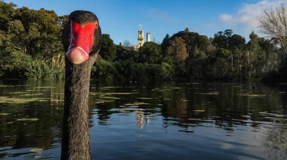 "Beak in the Botanic Gardens" by Leigh Henningham.