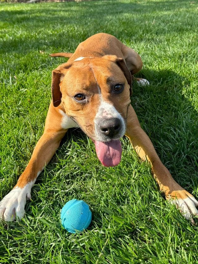 Consider these adoptable dogs and cats at the Kentucky Humane Society.