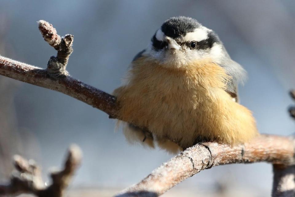 When the weather is cold, Rachel Ling said 'Nutty,' her favourite red-breasted nuthatch, can look like a tiny puff ball.