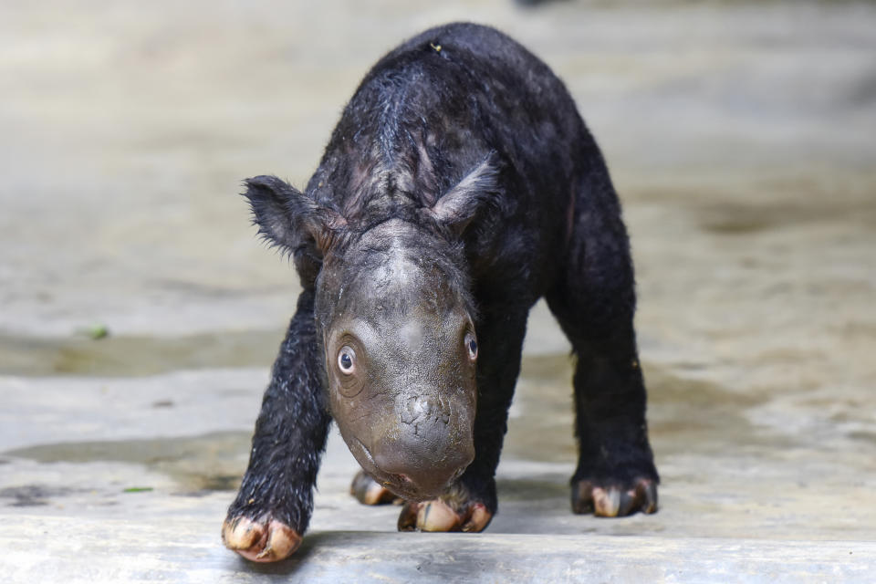 In this undated photo released by Indonesian Ministry of Environment and Forestry, a newly born Sumatran rhino calf walks in its enclosure at Sumatran Rhino Sanctuary at Way Kambas National Park, Indonesia. The critically endangered Sumatran rhino was born on Sumatra Island Saturday, Nov. 25, 2023, the second Sumatran rhino born in the country this year and a welcome addition to a species that currently numbers fewer than 50 animals. (Indonesian Ministry of Environment and Forestry via AP)