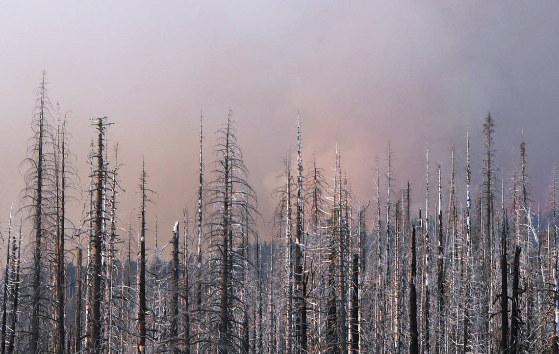 Charred trees from 2017’s Railroad Fire are seen from Big Sandy Road in the Sierra National Forest as the Washburn Fire burns in the background in Yosemite National Park Saturday, July 9, 2022.