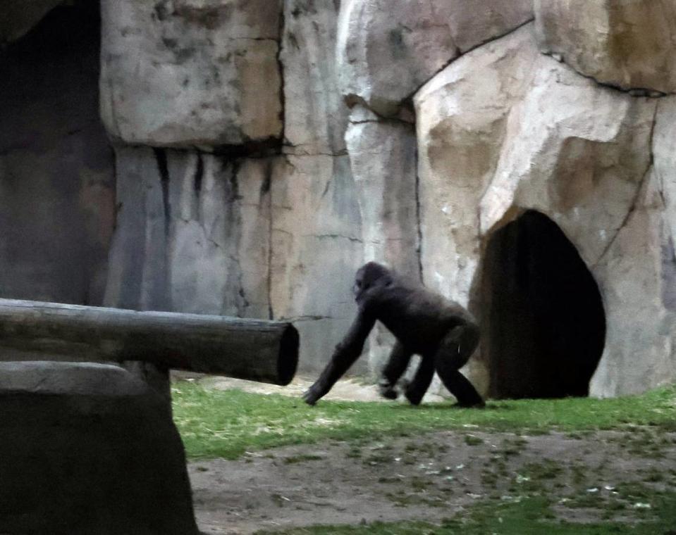 A lone gorilla emerged from a den during the total solar eclipse at the Fort Worth Zoo in Fort Worth, Texas, Monday Apr 08, 2024. (Special to the Star-Telegram Bob Booth) Bob Booth/Bob Booth