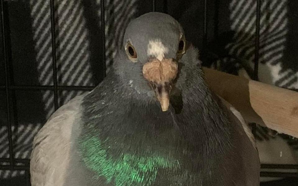 Bob the pigeon took a 4,300 mile detour on his way to Gateshead, instead ending up in Alabama