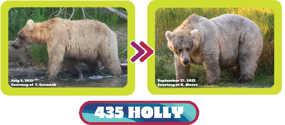 See the transformation of Bear 435 Holly from July to September in 2023. / Credit: T. Carmack/National Park Service (left) and K. Moore/National Park Service