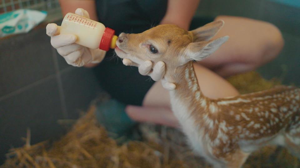 Rosie the fawn on Wildlife Rescue.