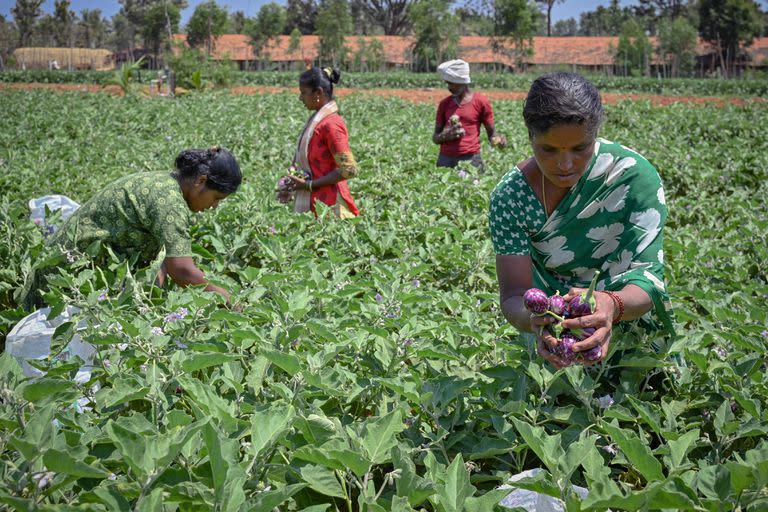 La forma de prevención del embarazo más utilizada en India es la esterilización femenina o ligadura de trompas, que representa el 38% de todos los métodos anticonceptivos utilizados.