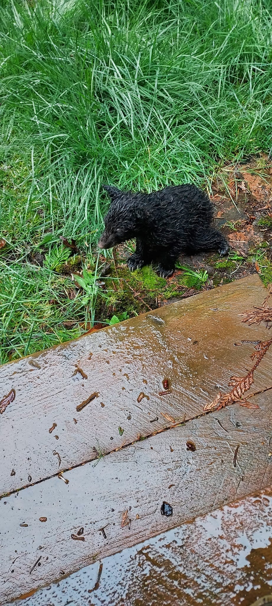 Jonathan Evison found a tiny black bear cub alone in rural Clallam County last weekend.