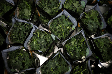 Kale grown in Sustenir Agriculture's indoor farm are packed for delivery in Singapore May 24, 2019. REUTERS/Edgar Su