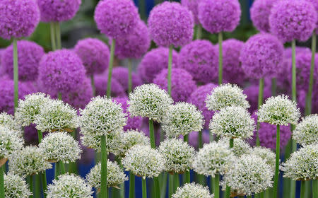 A display of Allium are seen at the RHS Chelsea Flower Show in London, Britain, May 21, 2018. REUTERS/Toby Melville