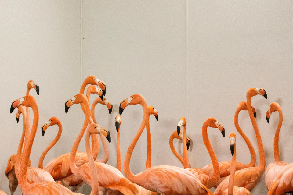 Flamingos take refuge in a shelter.