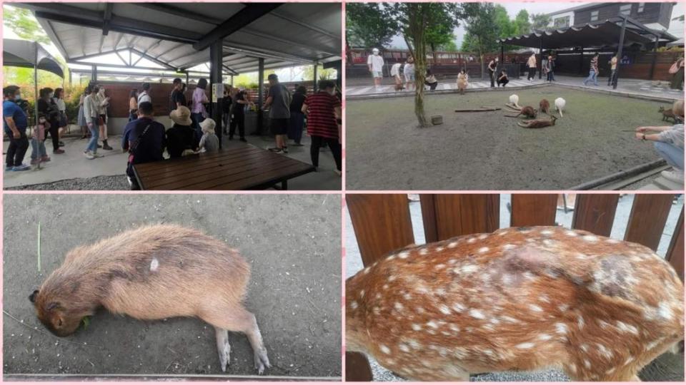 原PO曬出園區內動物的受傷照。（圖／翻攝自爆料公社）