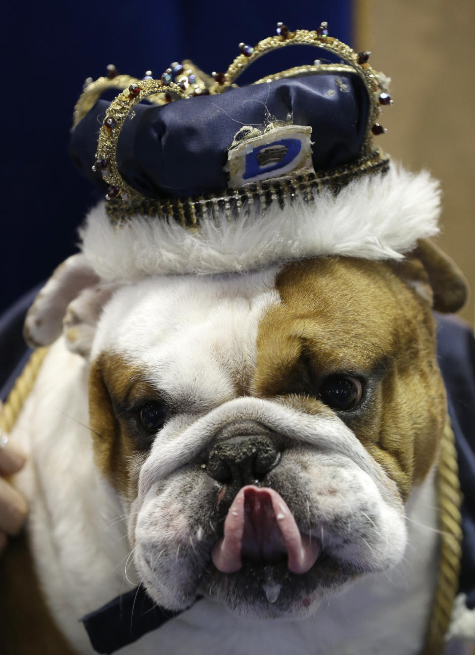 Huckleberry sits on the throne after being crowned the winner of the 34th annual Drake Relays Beautiful Bulldog Contest, Monday, April 22, 2013, in Des Moines, Iowa. The bulldog is owned by Steven and Stephanie Hein of Norwalk, Iowa. The pageant kicks off the Drake Relays festivities at Drake University where a bulldog is the mascot. (AP Photo/Charlie Neibergall)