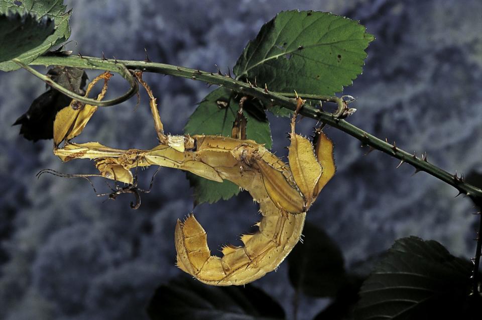 Giant Prickly Stick Insect