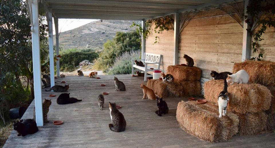 How you can live on cat island in Greece. 