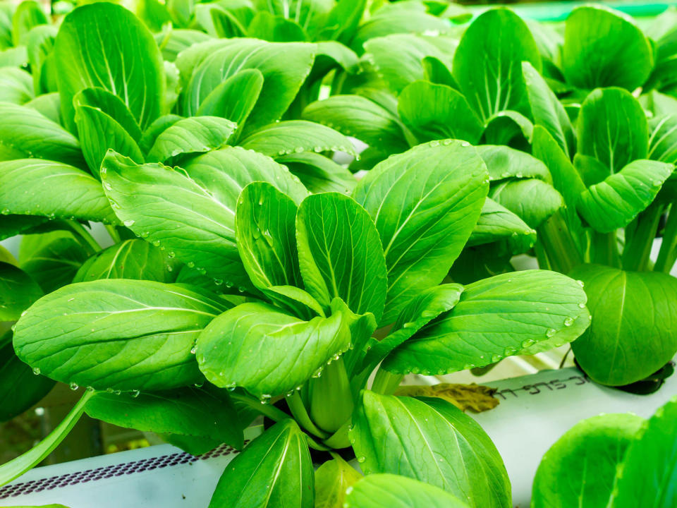 hydronic vegetables mustard greens