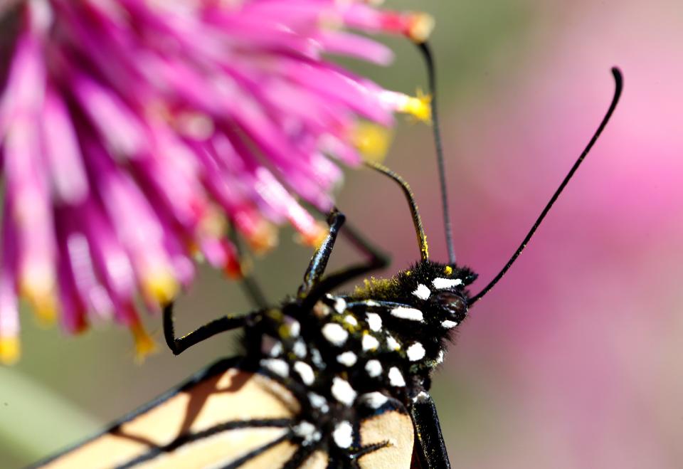 A monarchs feeds on a flower Thursday, Sept. 29, 2022, at Myriad Botanical Gardens in Oklahoma City.