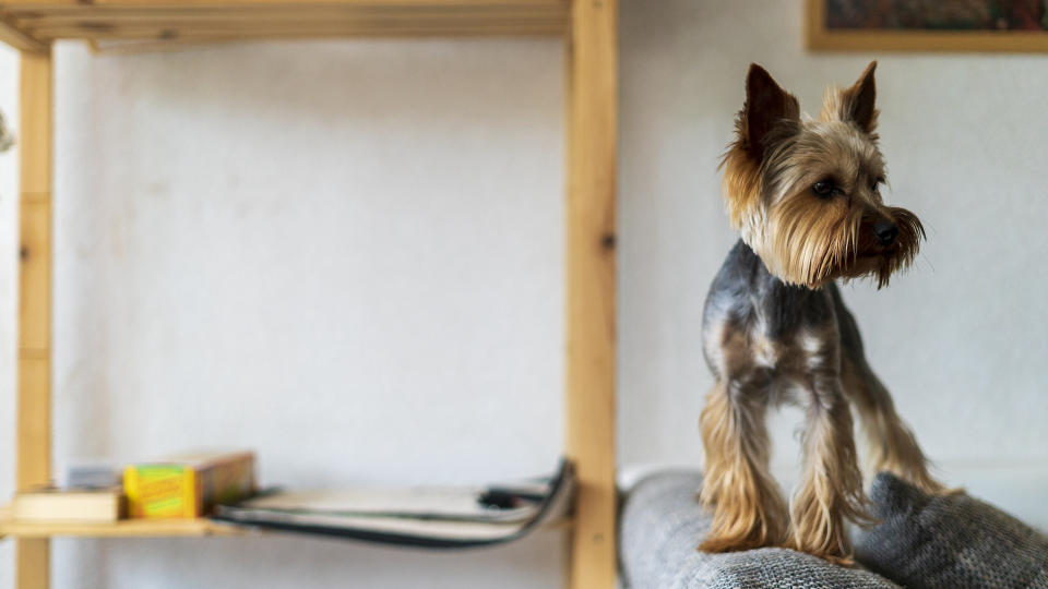 Yorkshire Terrier standing on sofa arm