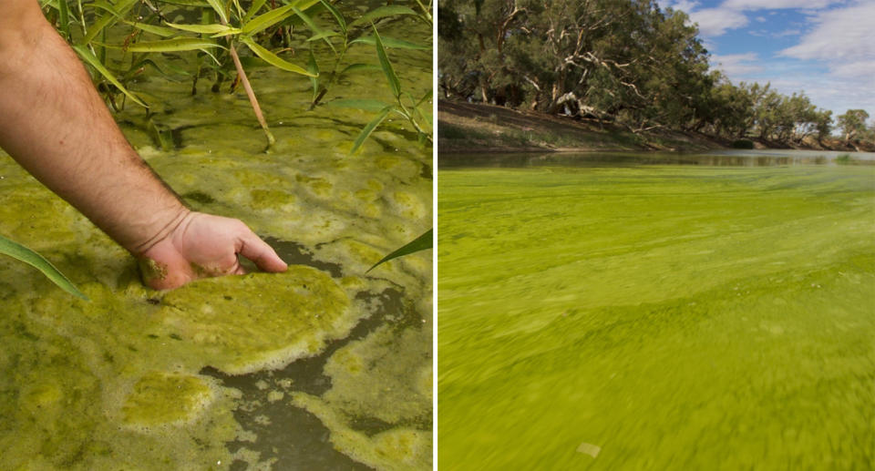 Locals have been left angry by the algae bloom outbreak.