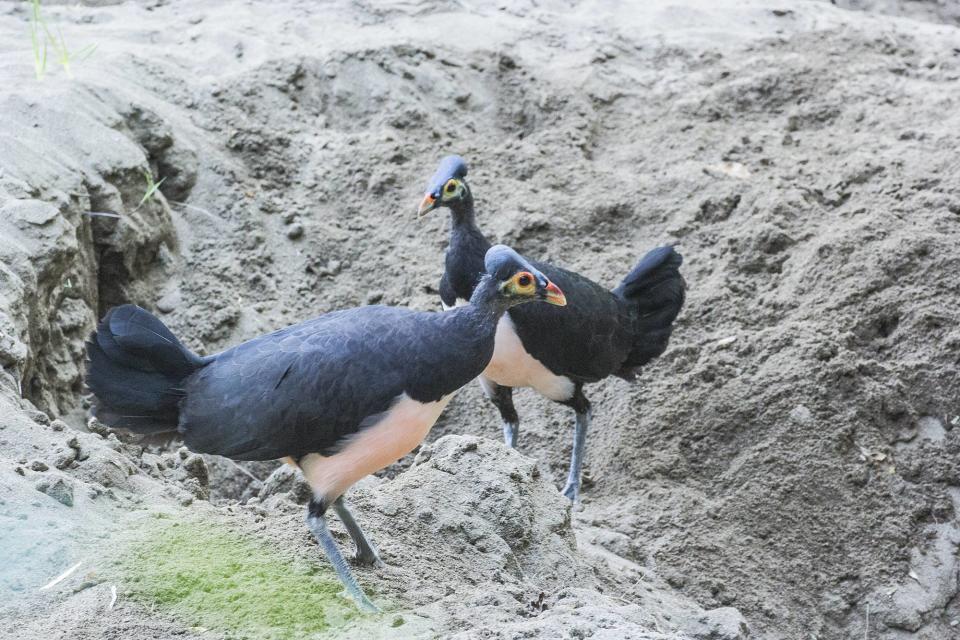 <p>Im indonesischen Nationalpark Bogani Nani Wartabone erholen sich vom Aussterben bedrohte Maleos, die auch als Hammerhühner bekannt sind. Dank solider Bemühungen in Sachen Nistplatzverwaltung und Brut haben sich die Bestände rasch erholt. Über 15.000 Maleo-Küken wurden in den vergangenen Jahren in die Wildnis entlassen. (Bild: WCS) </p>