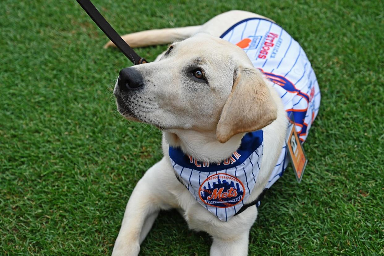 Shae, the New York Mets and Amazin’ Mets Foundation Puppy With a Purpose and future service dog in training Where was the image taken – IMG.87 Citi Field , IMG.33 Citi Field, IMG. 98 America’s VetDogs headquarters When was the image taken - IMG.87 June 14, IMG.33 June 14, IMG. 98 March 17 Who took the photograph – America’s VetDogs Full credit line – America’s VetDogs
