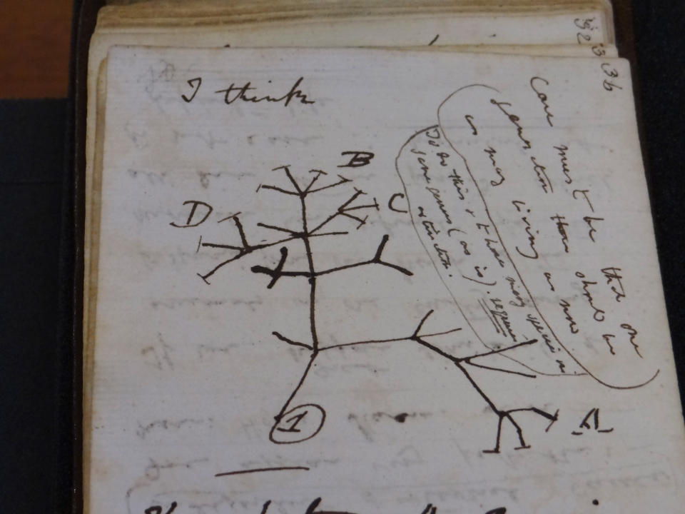In this photo provided by Cambridge University Library on Tuesday, April 5, 2022, a view of the Tree of Life Sketch in one of naturalist Charles Darwin's notbeooks which have recently been returned after going missing in 2001, in Cambridge, England. Two of naturalist Charles Darwin’s notebooks that were reported stolen from Cambridge University's library have been returned, two decades after they disappeared. (Stuart Roberts/Cambridge University Library via AP)