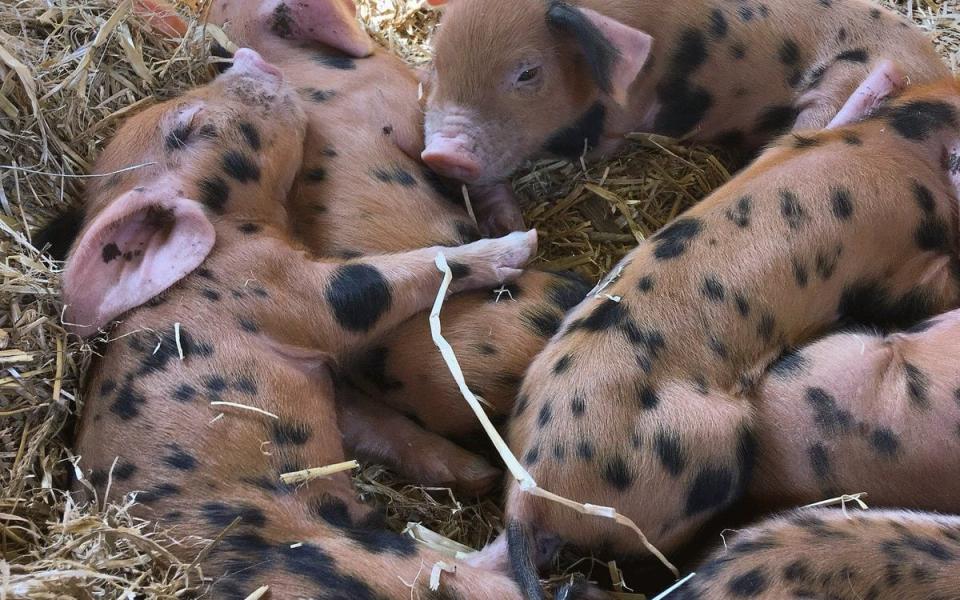 Some of the stolen piglets - Surrey Docks Farm