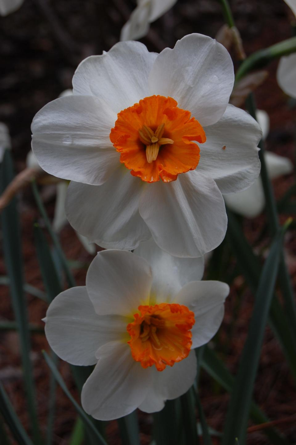 There is way more to daffodils than the traditional, all yellow form. Rarely bothered by deer, squirrels and chipmunks, they come in a wide range of colors and styles.
