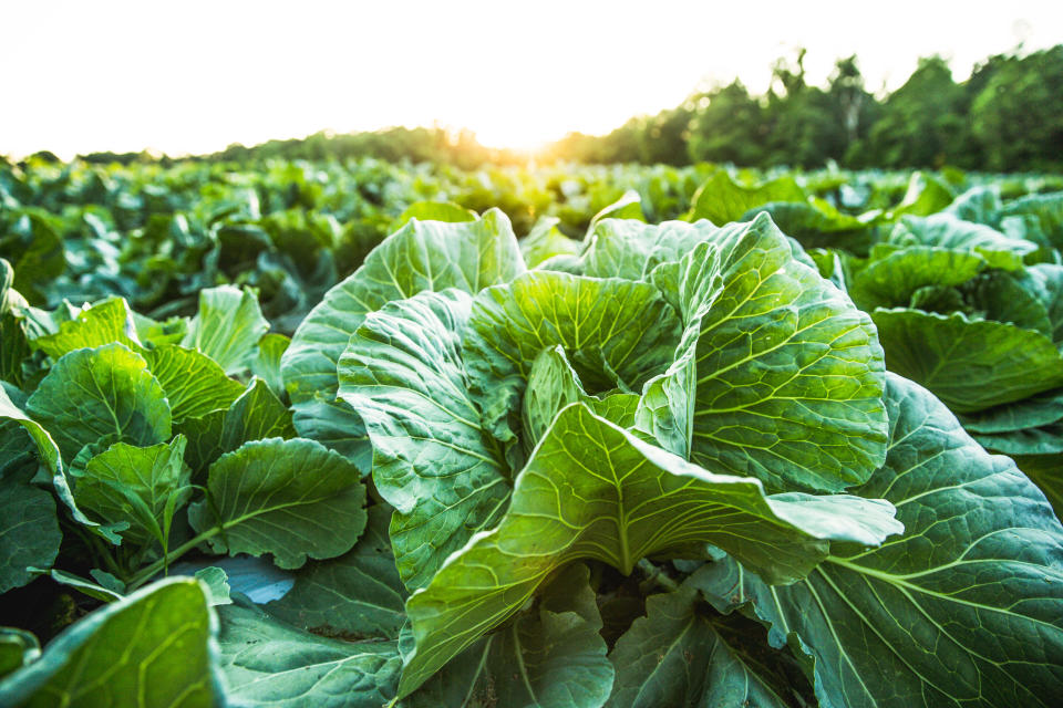Cabbage, cabbage field, organic food, organic farm, organic farming, farm, farming, farm field, farm no people. 

Conceptual image for fresh, freshness, natural, healthy, healthy lifestyle, healthy food, healthy eating, farm to table.