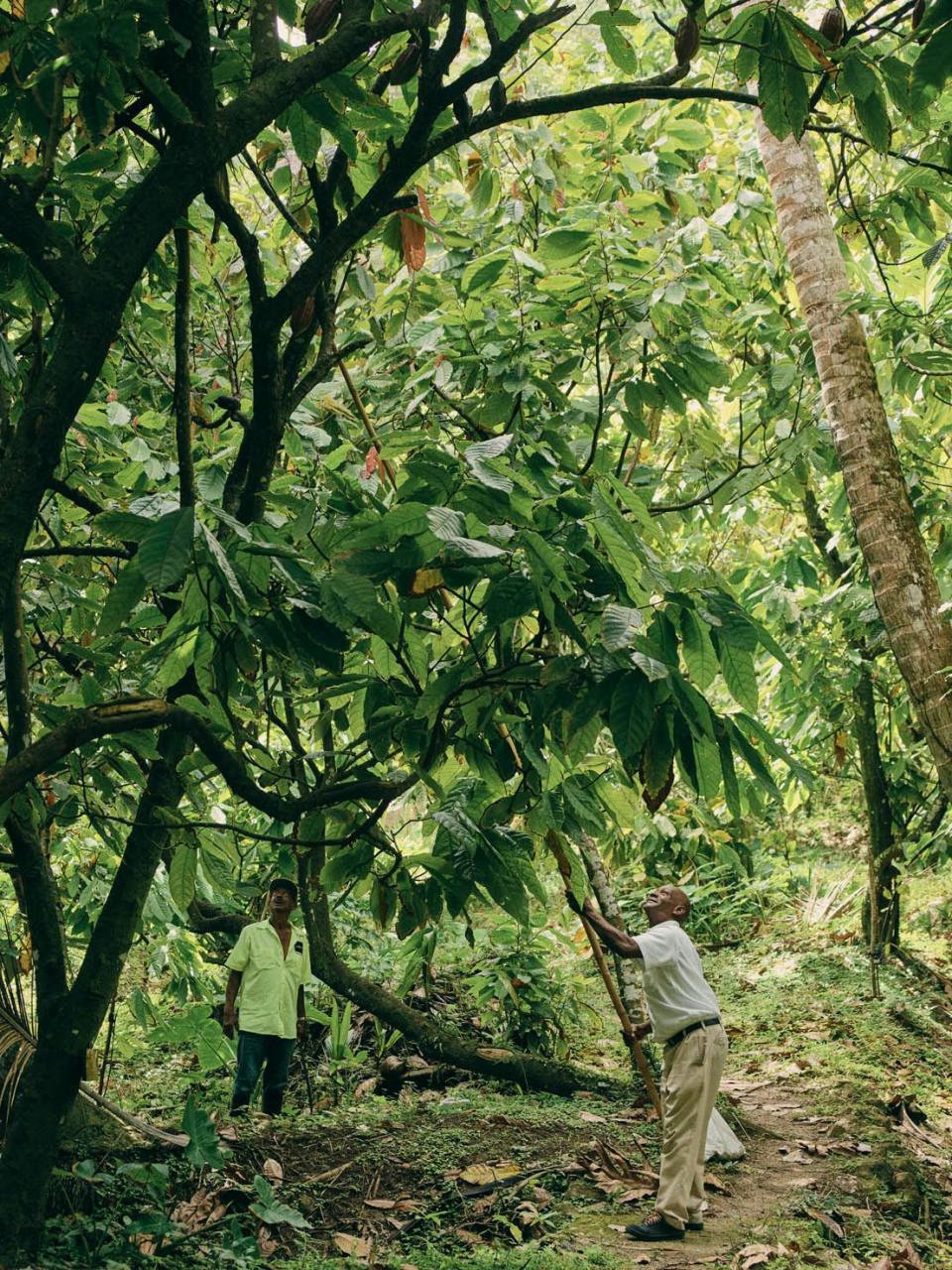 Each cocoa pod must be harvested by hand, often using a blade at the end of a 20ft pole - Credit: Ben Quinton