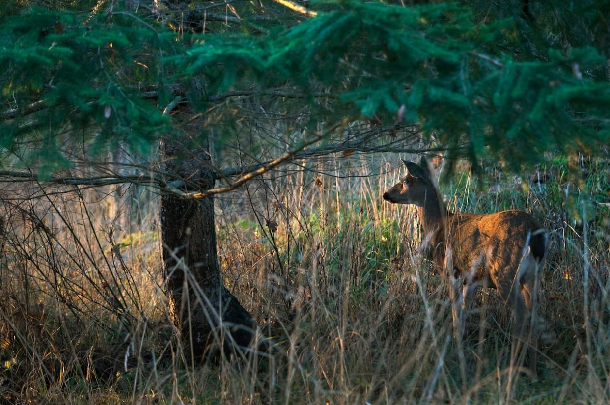 A deer is pictured inside Fort Rodd Hill National Park in Colwood, B.C., in October 2009. 3 hunters from British Columbia's Lower Mainland have been fined and banned from hunting for 10 years each for 'unlawfully killing wildlife.' (Andy Clark/Reuters - image credit)