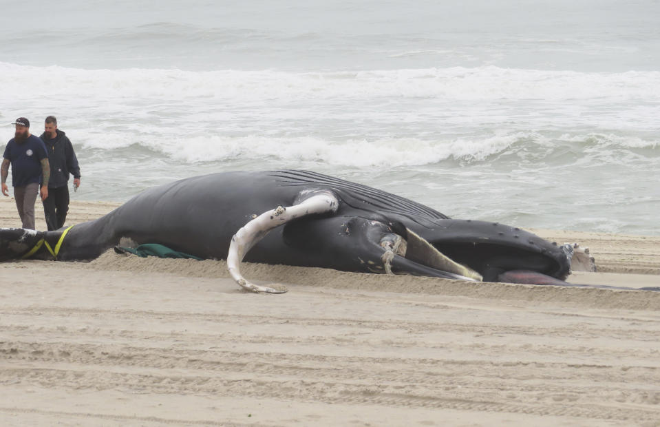 Workers walk near a dead whale that washed ashore in Seaside Park N.J. on March 2, 2023. New Jersey officials say a wide array of research and preventive measures are either under way or planned soon to protect marine mammals during the construction and operation of offshore wind farms. Some people blame offshore wind preparation for a spate of whale deaths on the U.S. East Coast this winter, but three federal science agencies say there is no evidence linking the deaths to offshore wind preparation. (AP Photo/Wayne Parry)