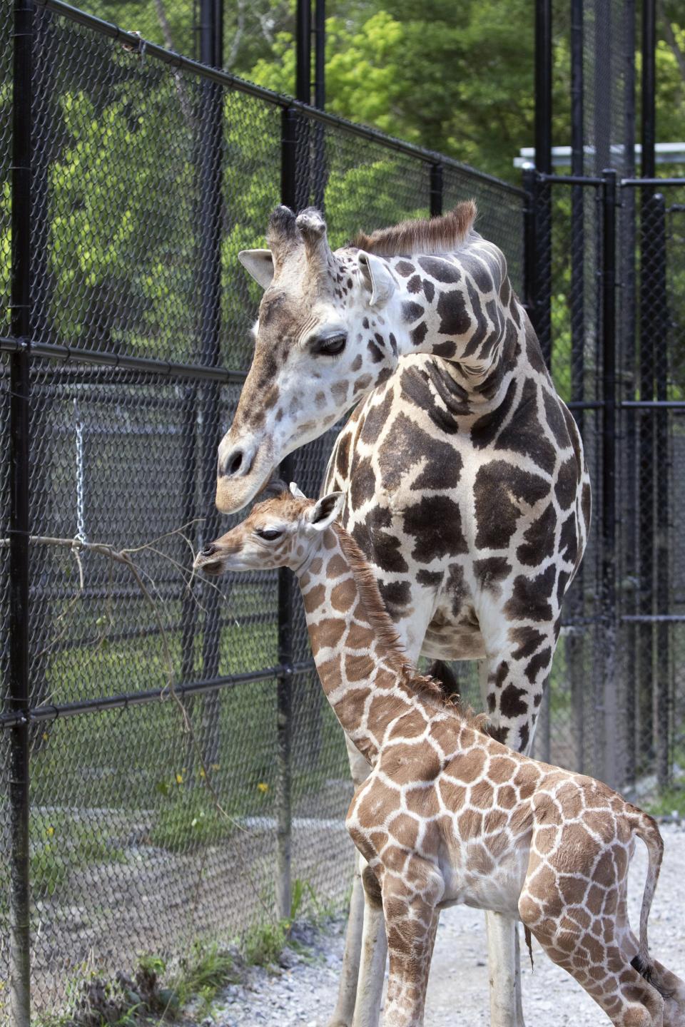 This Monday, April 6, 2020 photo provided by the Audubon Nature Institute shows Hope, a baby giraffe and her mother Sue Ellen at Freeport-McMoRan Audubon Species Survival Center in New Orleans. The Audubon Nature Institute in New Orleans welcomed a new resident, a baby giraffe named Hope. Sue Ellen, a middle-aged giraffe at the Freeport-McMoRan Audubon Species Survival Center, gave birth Monday, April 6, 2020 according to a news release. (Jonathan Vogel/Audubon Nature Institute via AP)