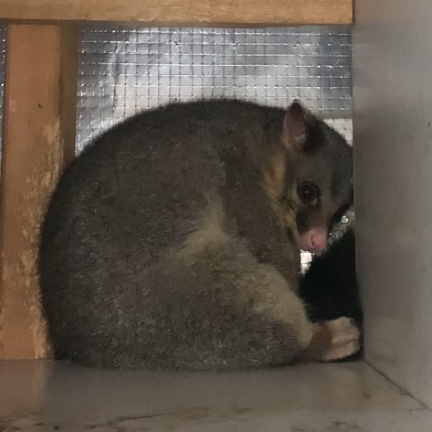 Pandy was cold and a bit sad when Leisa found him huddled up in her garage. Photo: Instagram/pandycam_2020 (supplied).