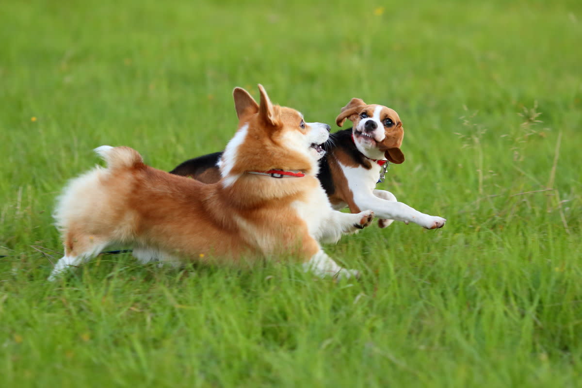 Socialize your dogs with other dogs and people. <p>Shutterstock - Anna Molcharenko</p>