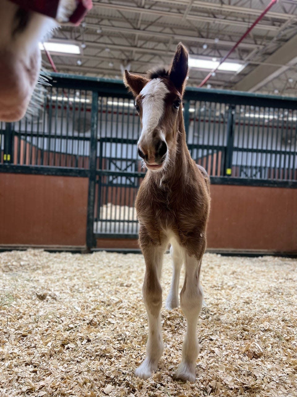 The public can meet the newest colt at Warm Springs Ranch during the Football and Foals event Feb. 11.