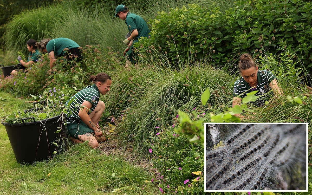 Wimbledon staff protect the grounds against oak processionary moth caterpillars (ES Composite)