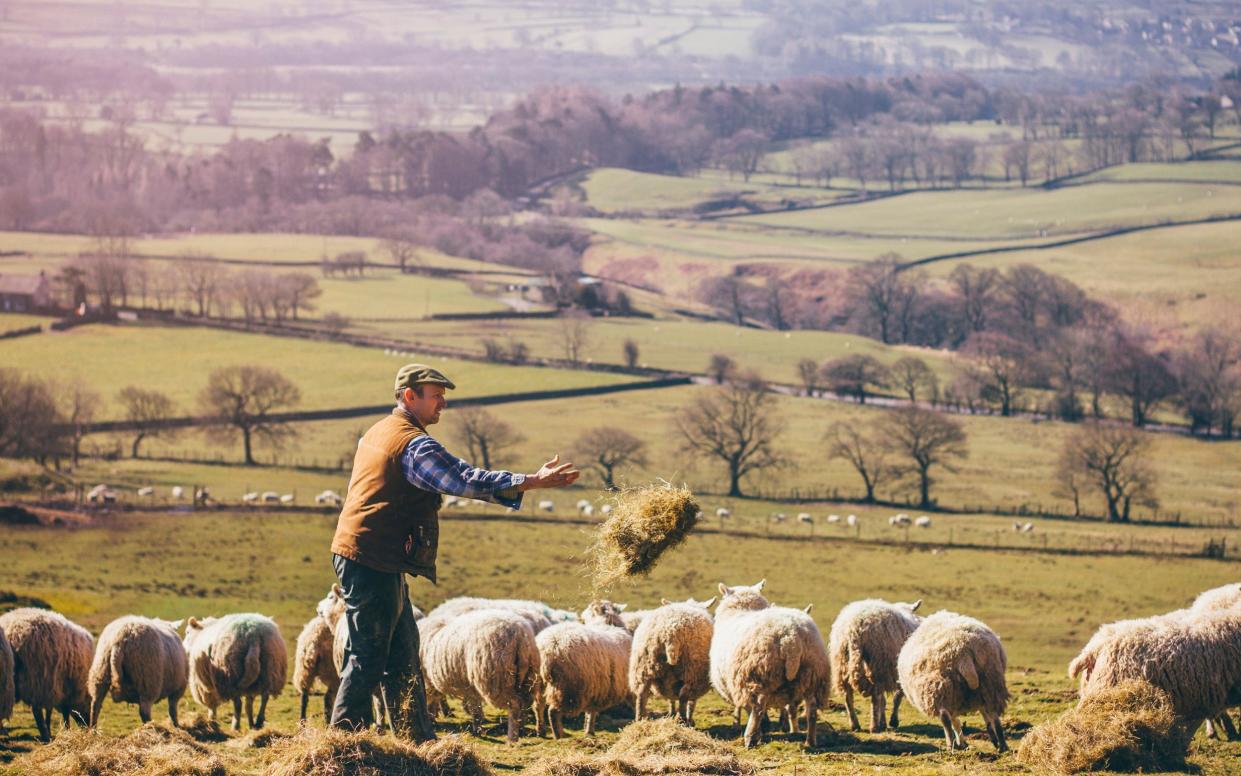 Male farmer putting out hay in the field to feed the sheep