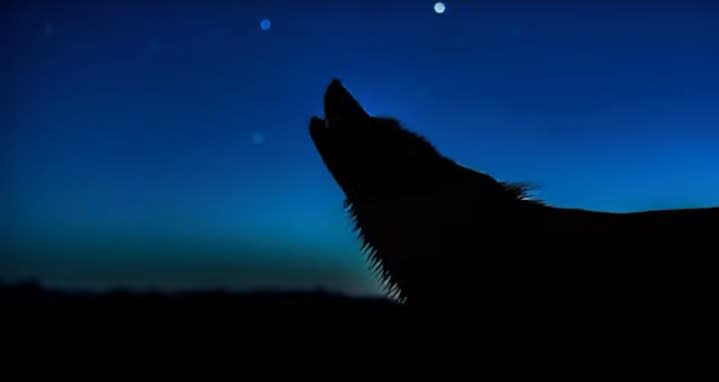 An AI generated wolf howling