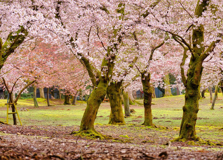 現在のような公園の形になったのは1881年以降のこと