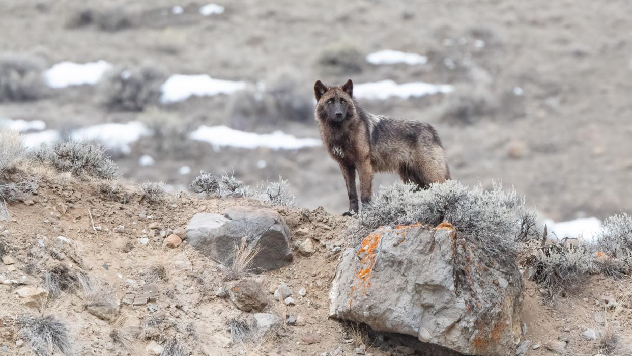  Grey wolf (bronze colored) standing tall, looking over his domain in Yellowstone National Park. 