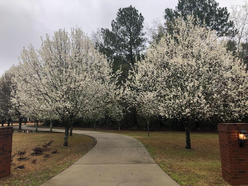 Bradford trees in bloom on March 20, 2024 in Irmo, South Carolina.