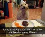 <p>A la hora de celebrar su cumpleaños estos animalitos también la pasan genial. Foto: thedailylaughs.tumblr.com </p>