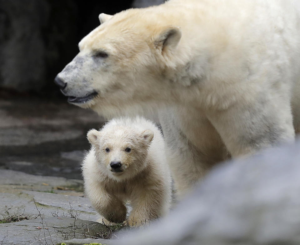 A female polar bear baby walks with its mother Tonja through their enclosure at the Tierpark zoo in Berlin, Friday, March 15, 2019. The still unnamed bear, born Dec. 1, 2018 at the Tierpark, is presented to the public for the first time. (AP Photo/Markus Schreiber)