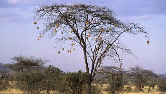 Black-capped social weaver nests hang from an acacia tree. (Photo: Wild Horizon/Getty Images)