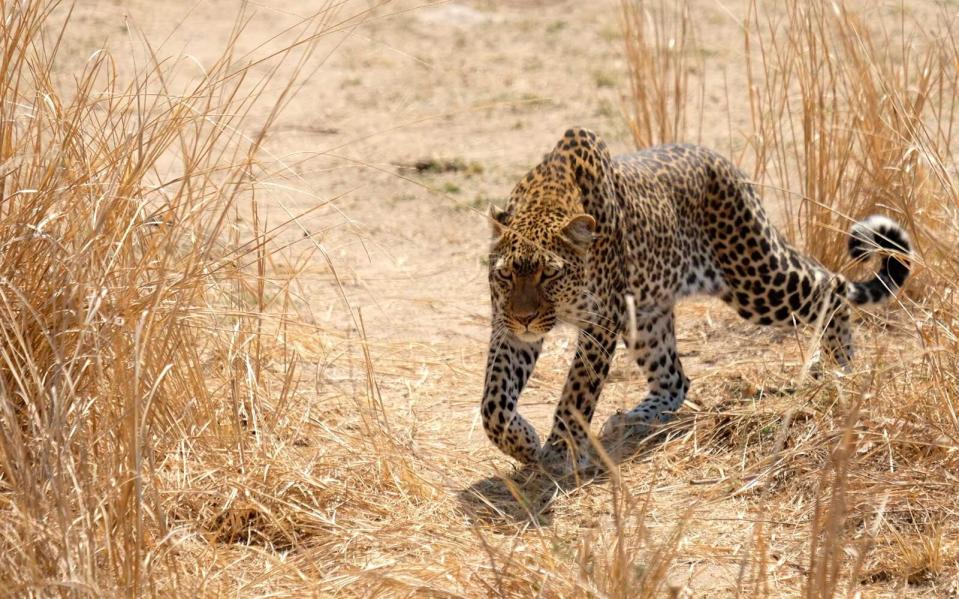 Walking Safari