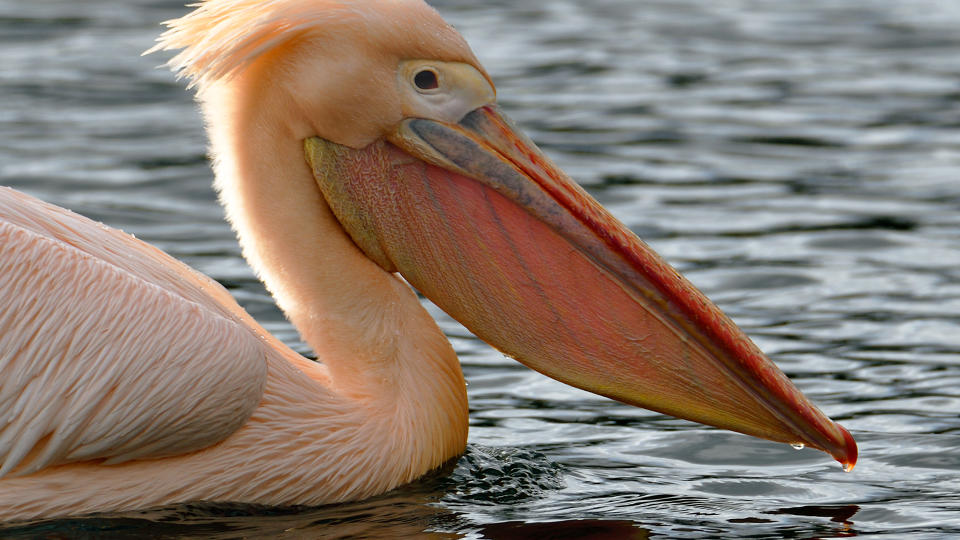 Great white pelican.