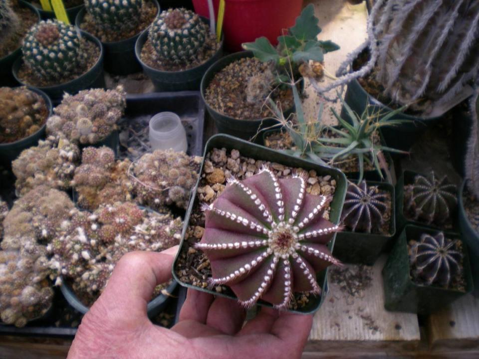 Bill Poot holds a Uebelmannia pectinifera, his and Roelyn Poot’s favorite plant.